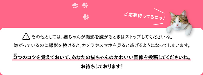 5つのコツを覚えておいて、あなたの猫ちゃんのかわいい画像を投稿してくださいね。お待ちしております！