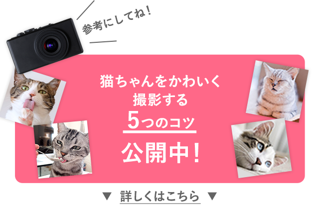 猫ちゃんをかわいく撮影する5つのコツ公開中！詳しくはこちら