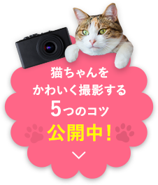 猫ちゃんをかわいく撮影する5つのコツ公開中！