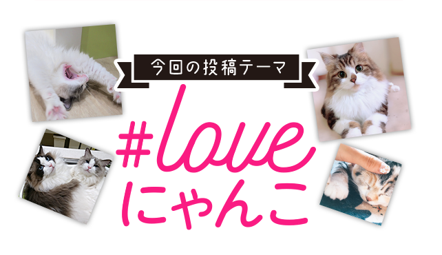 今回の投稿テーマ #loveにゃんこ 【期間】2019年12月27日（金）15:00～2020年2月28日（金）14:59まで